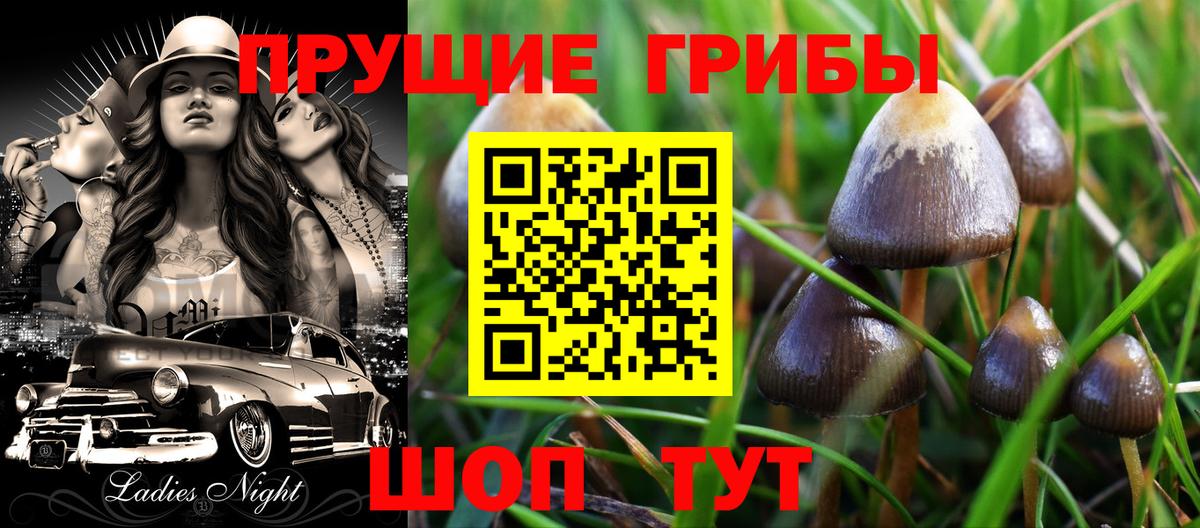 Галлюциногенные грибы Psilocybine cubensis Анжеро-Судженск